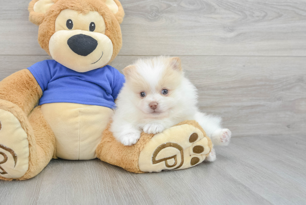 Pomeranian Puppy for Adoption