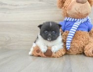 7 week old Pomeranian Puppy For Sale - Simply Southern Pups