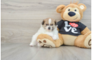 Pomeranian Puppy for Adoption