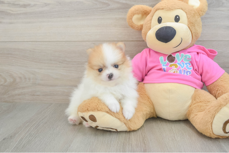 Pomeranian Puppy for Adoption