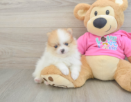 5 week old Pomeranian Puppy For Sale - Simply Southern Pups