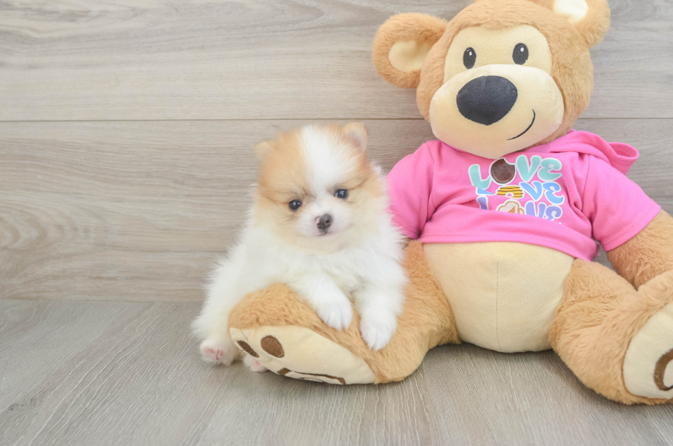 6 week old Pomeranian Puppy For Sale - Simply Southern Pups