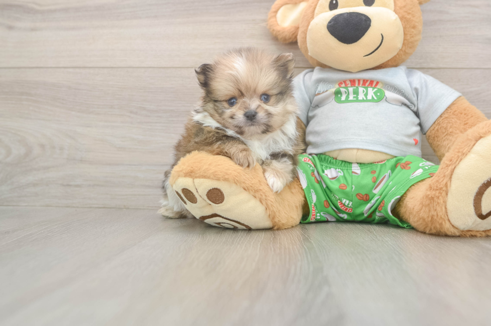 5 week old Pomeranian Puppy For Sale - Simply Southern Pups