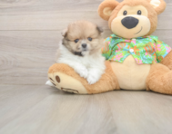 7 week old Pomeranian Puppy For Sale - Simply Southern Pups