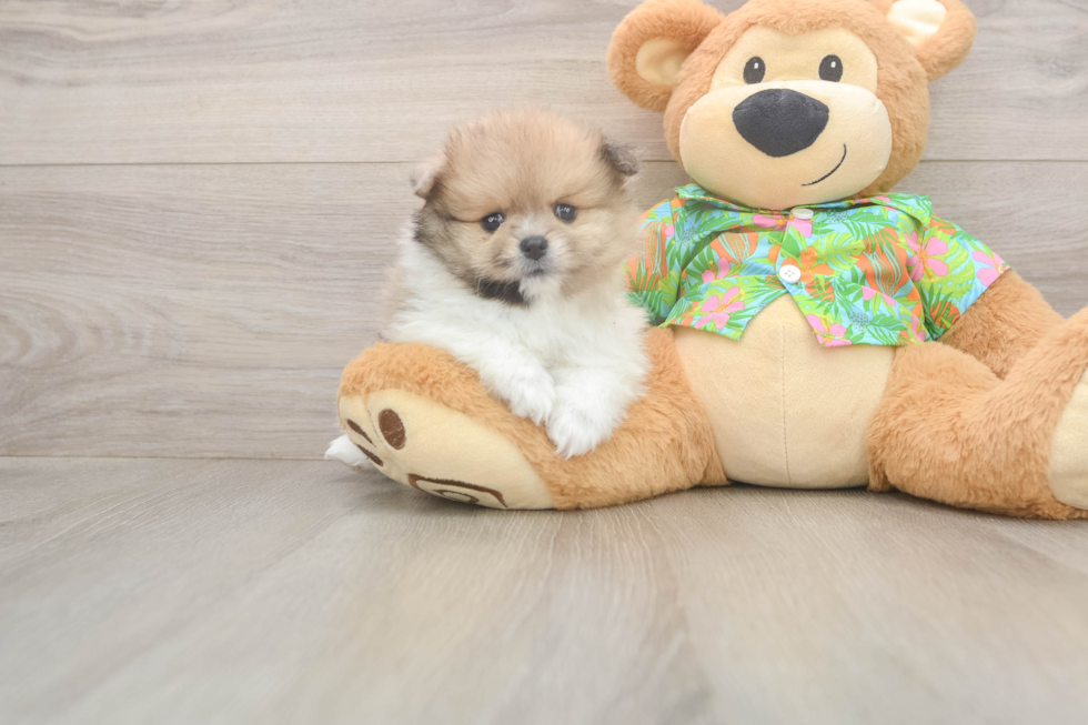 Pomeranian Pup Being Cute