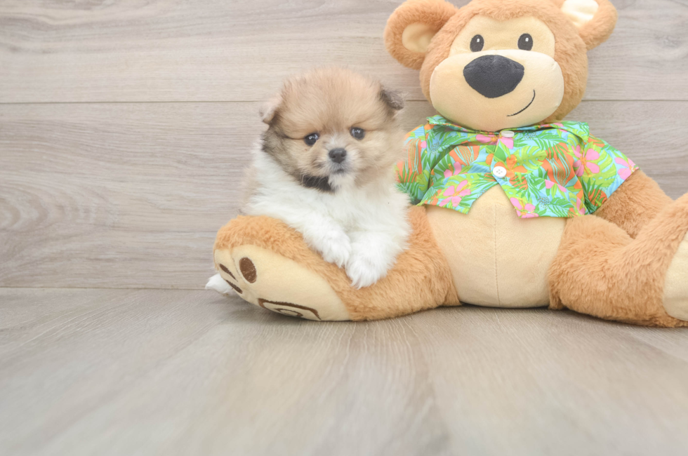 5 week old Pomeranian Puppy For Sale - Simply Southern Pups