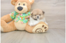 Pomeranian Puppy for Adoption