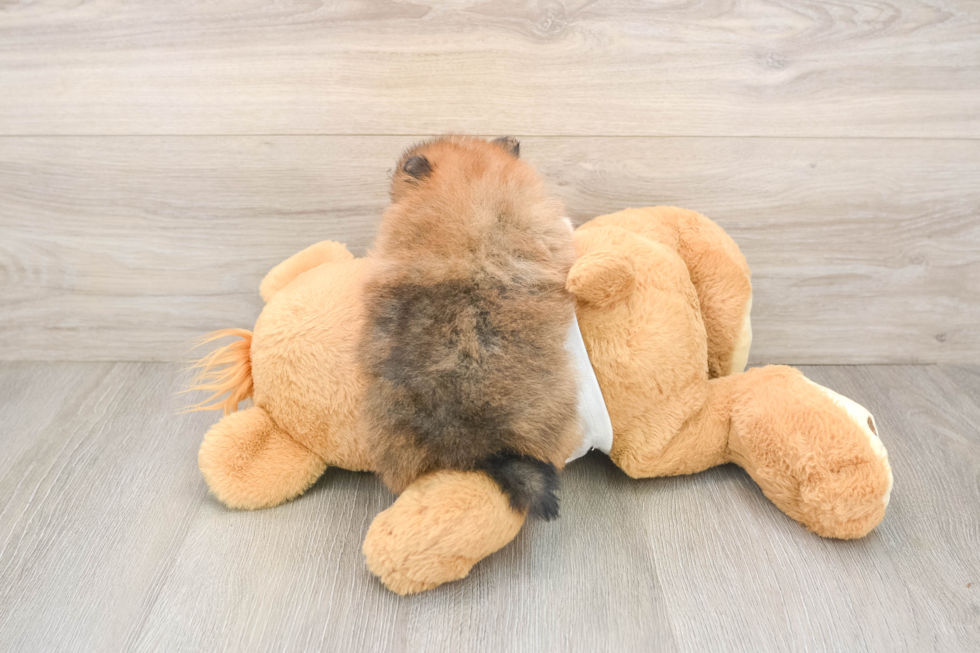 Pomeranian Puppy for Adoption