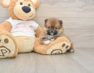 8 week old Pomeranian Puppy For Sale - Simply Southern Pups