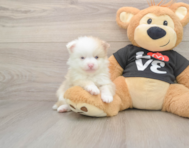 8 week old Pomeranian Puppy For Sale - Simply Southern Pups