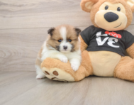 6 week old Pomeranian Puppy For Sale - Simply Southern Pups