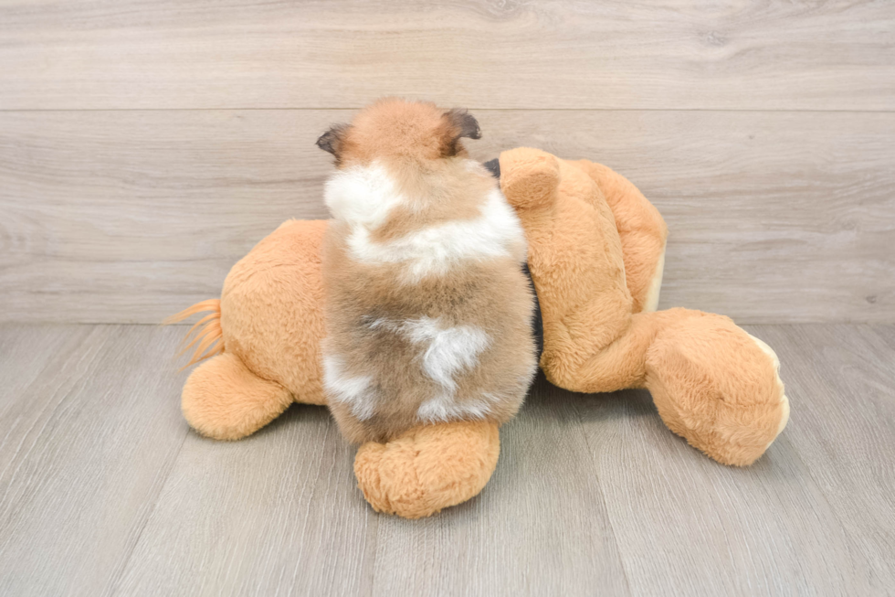 Little Pomeranian Purebred Pup