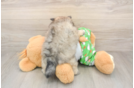 Energetic Swergspitz Purebred Puppy