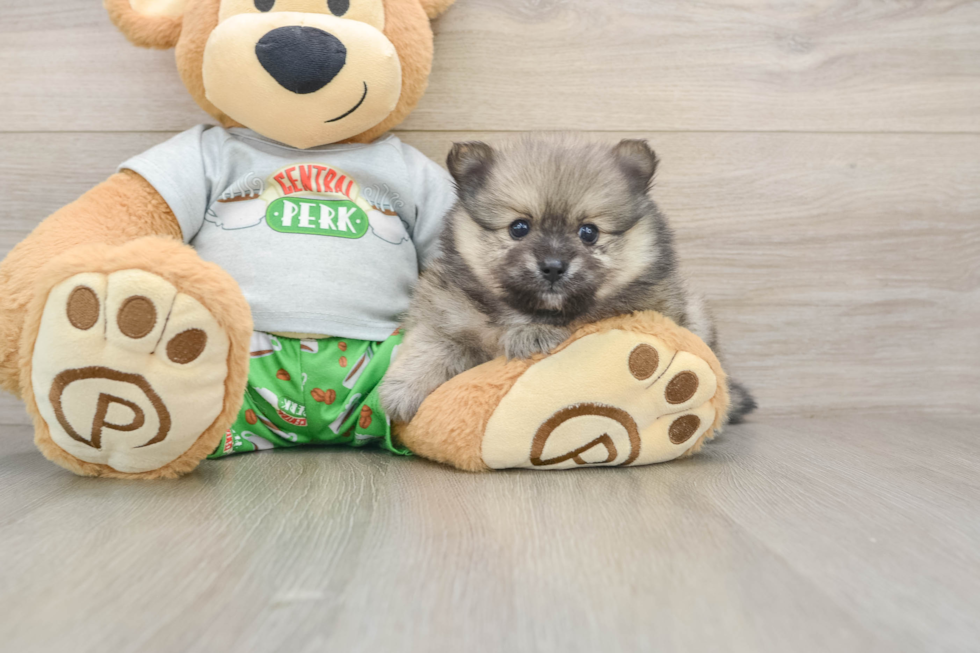 Fluffy Pom Pom Purebred Puppy