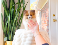 9 week old Pomeranian Puppy For Sale - Simply Southern Pups