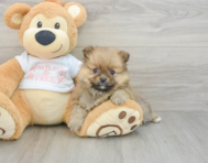 7 week old Pomeranian Puppy For Sale - Simply Southern Pups