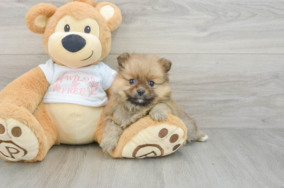 7 week old Pomeranian Puppy For Sale - Simply Southern Pups