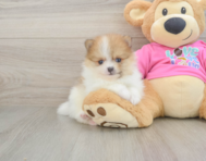 6 week old Pomeranian Puppy For Sale - Simply Southern Pups