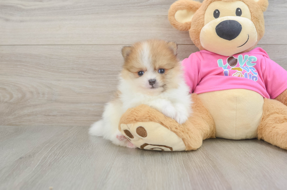 6 week old Pomeranian Puppy For Sale - Simply Southern Pups