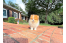 Cute Pom Purebred Puppy