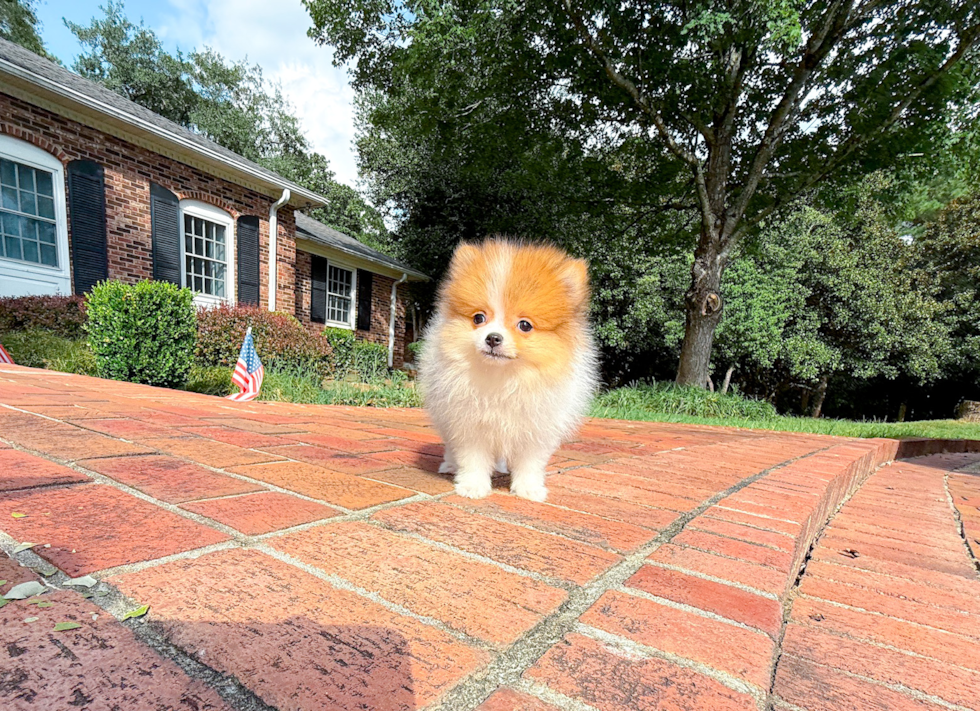 Cute Pom Purebred Puppy