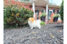 Pomeranian Puppy for Adoption