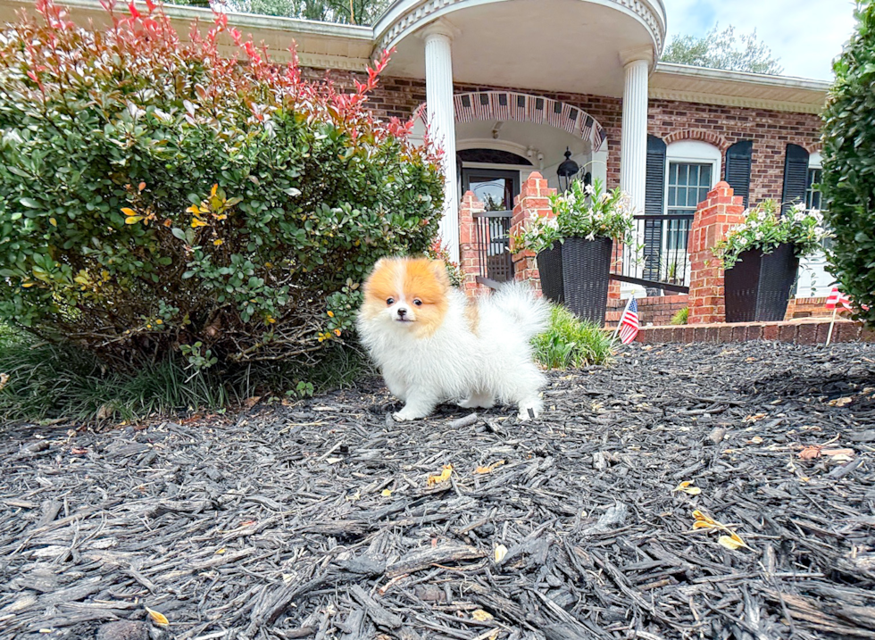 Pomeranian Puppy for Adoption