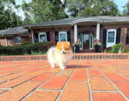 10 week old Pomeranian Puppy For Sale - Simply Southern Pups