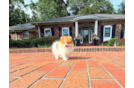 Best Pomeranian Baby