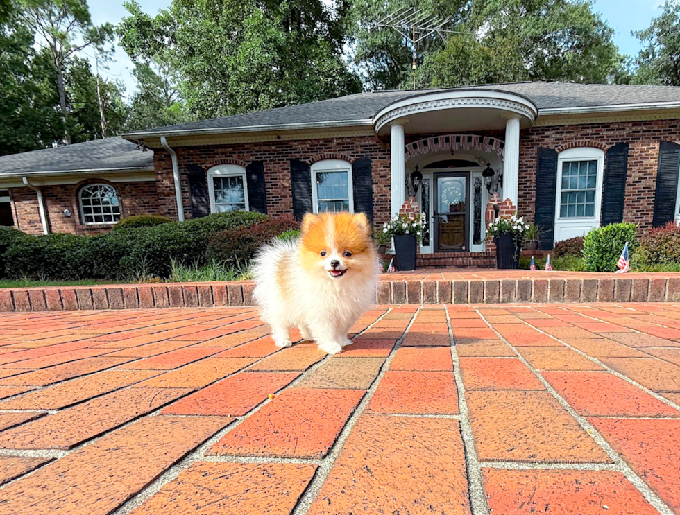 Best Pomeranian Baby
