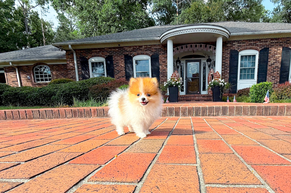 10 week old Pomeranian Puppy For Sale - Simply Southern Pups