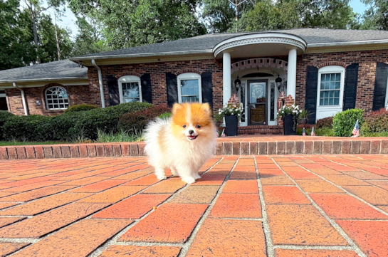 Best Pomeranian Baby