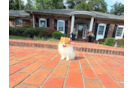 Cute Pomeranian Purebred Pup