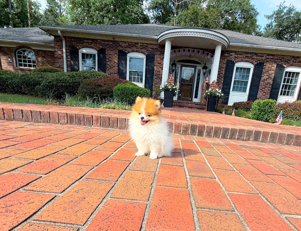 Cute Pomeranian Purebred Pup