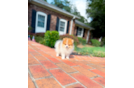 Pomeranian Pup Being Cute