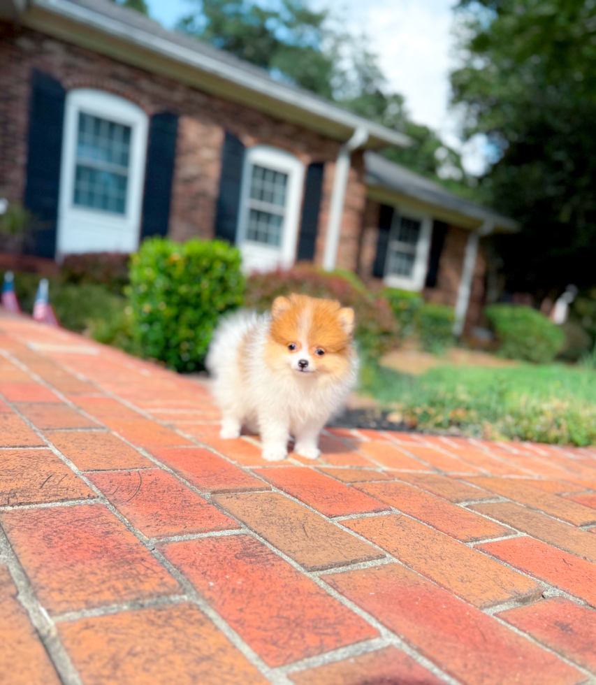 Pomeranian Pup Being Cute