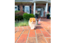 Cute Pomeranian Baby