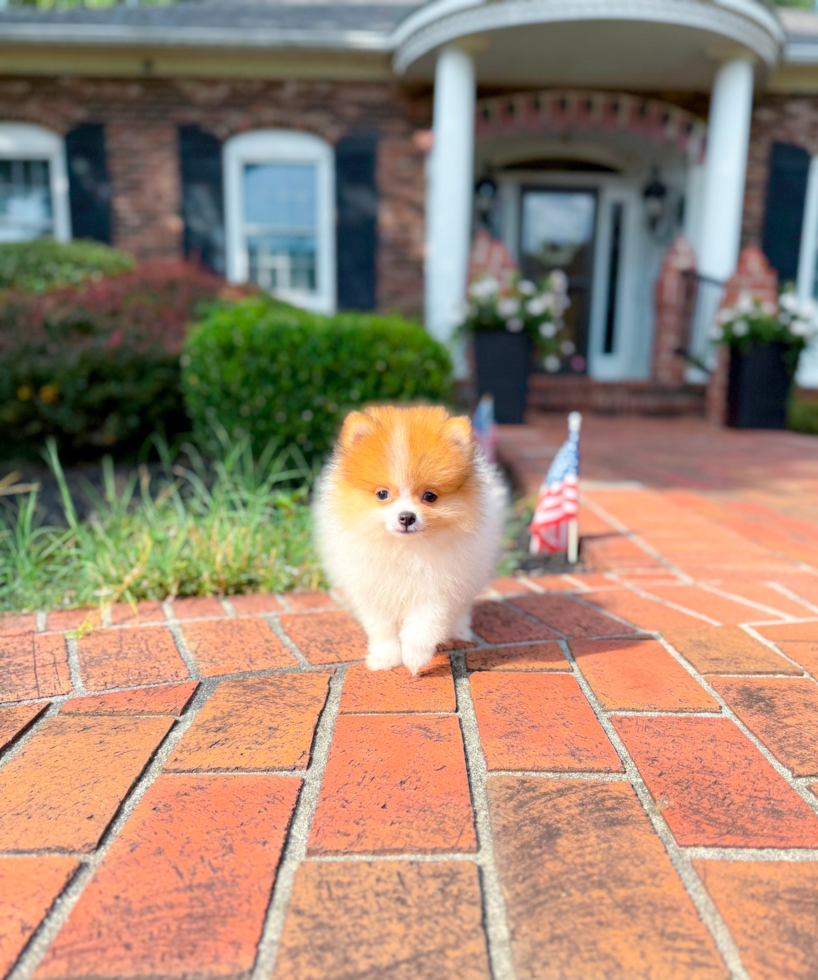 Cute Pomeranian Baby