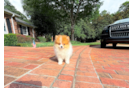 Cute Pomeranian Baby