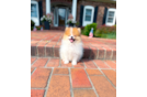 Cute Pomeranian Baby