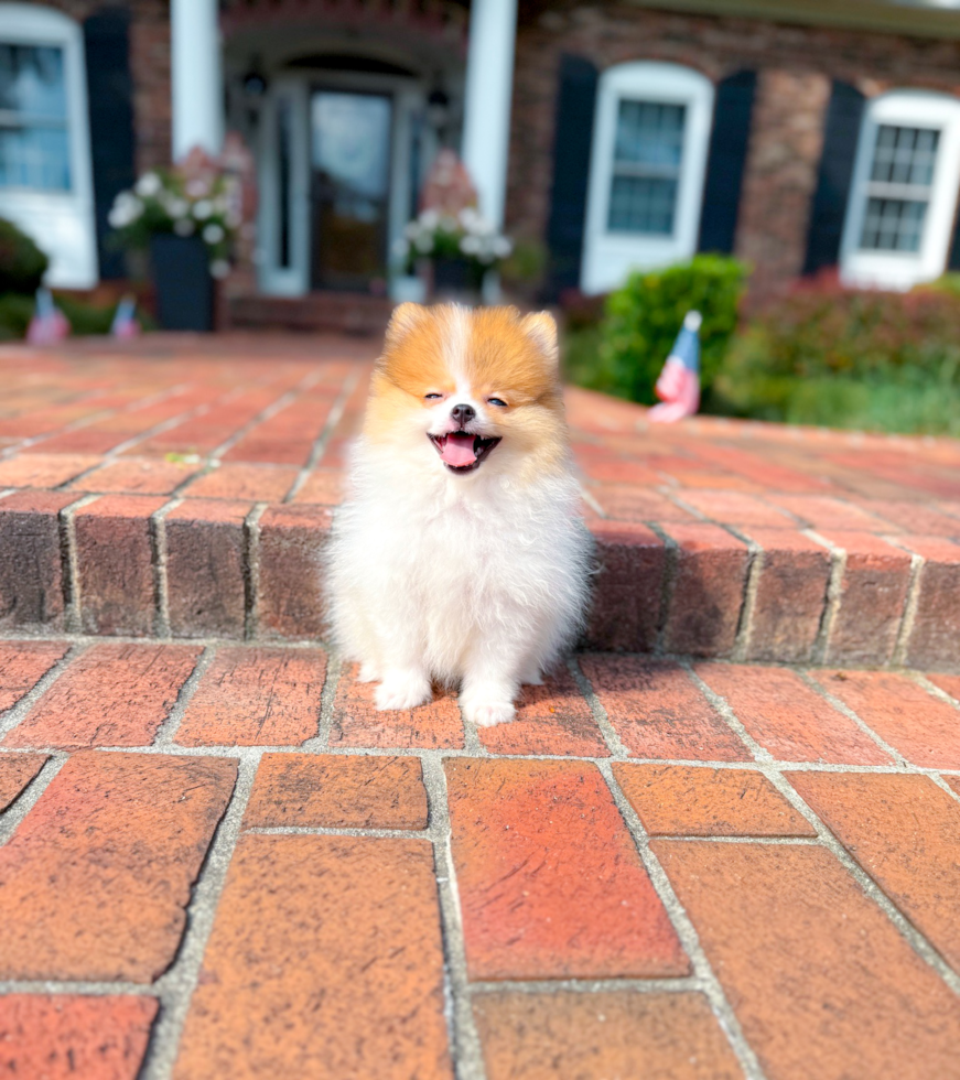 Cute Pomeranian Baby