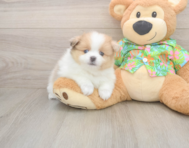 7 week old Pomeranian Puppy For Sale - Simply Southern Pups