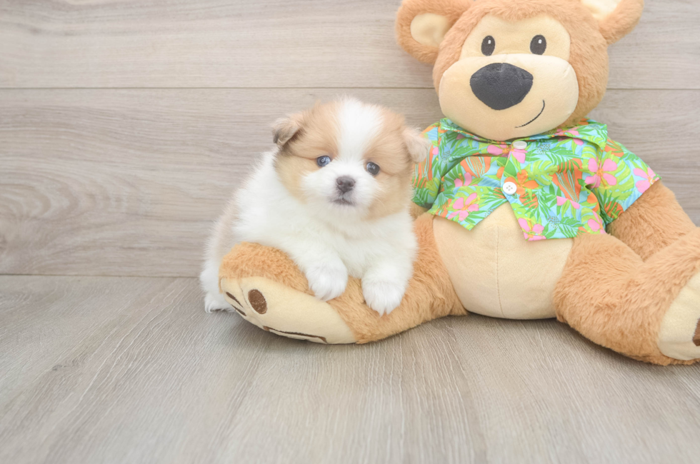 5 week old Pomeranian Puppy For Sale - Simply Southern Pups