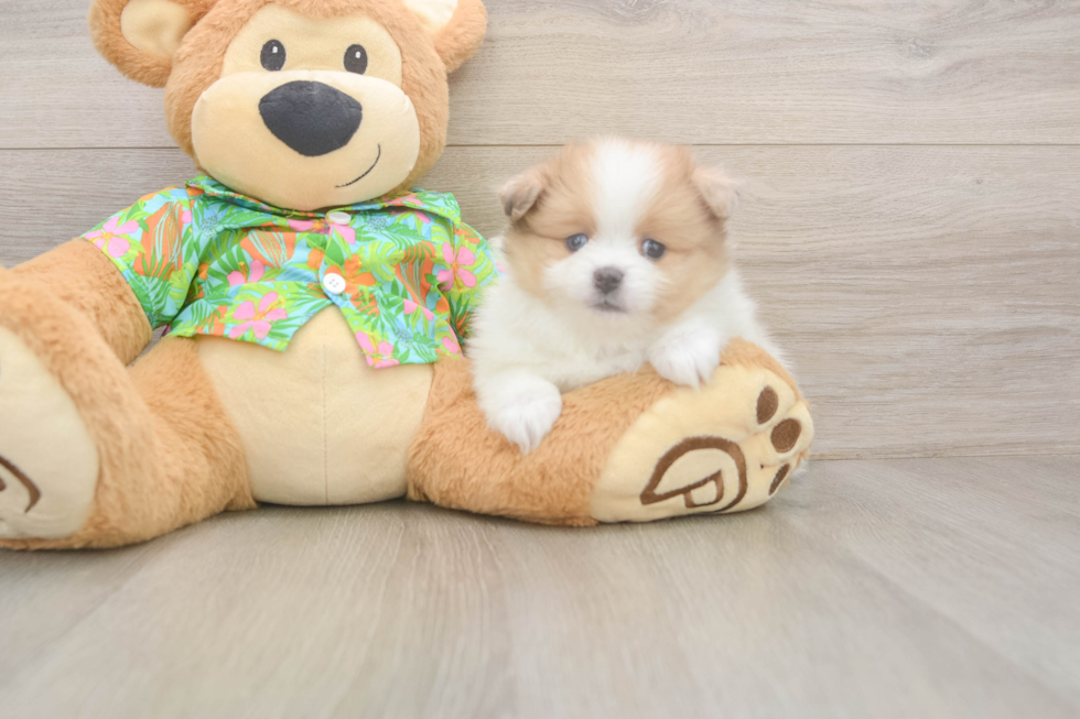 Pomeranian Puppy for Adoption