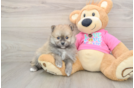 Pomeranian Pup Being Cute