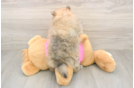 Best Pomeranian Baby