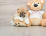 8 week old Pomeranian Puppy For Sale - Simply Southern Pups