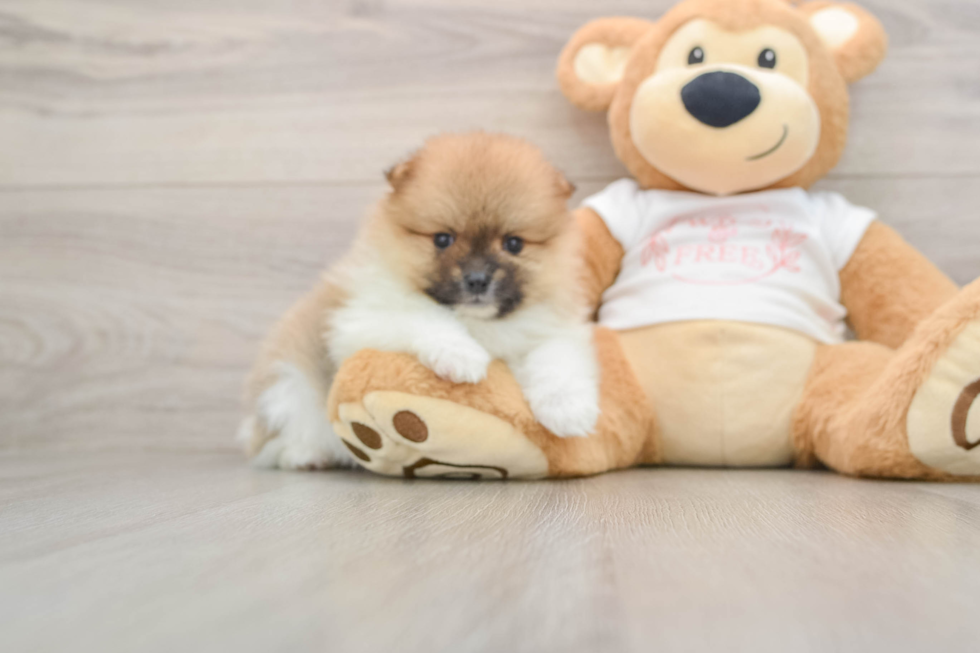 Akc Registered Pomeranian Purebred Pup