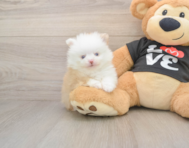 8 week old Pomeranian Puppy For Sale - Simply Southern Pups