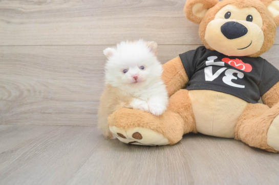 Pomeranian Puppy for Adoption